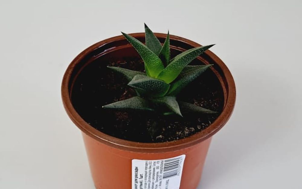 Комнатные цветы, цветы