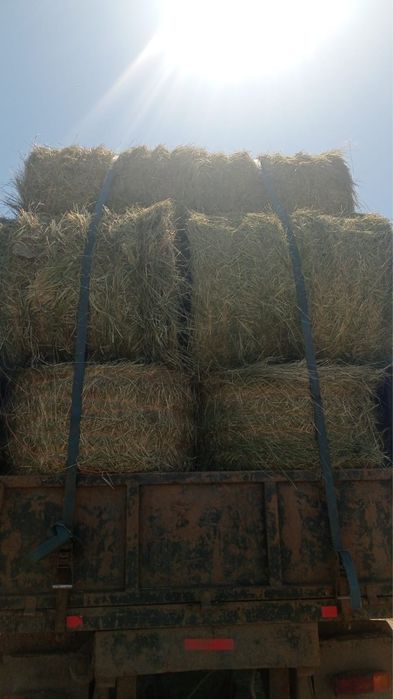 Продам рулоны сено разнотравье