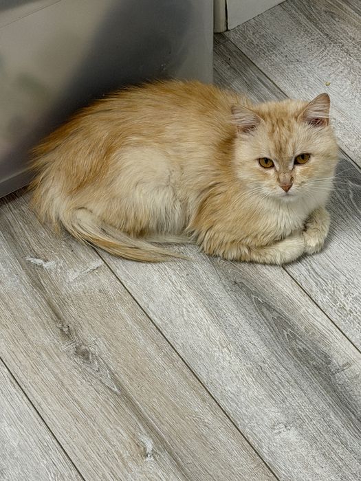 Кот, молодой парень Персик, в поисках семьи.