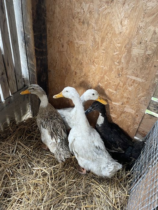 Vând 4 rațe măcănitoare mature