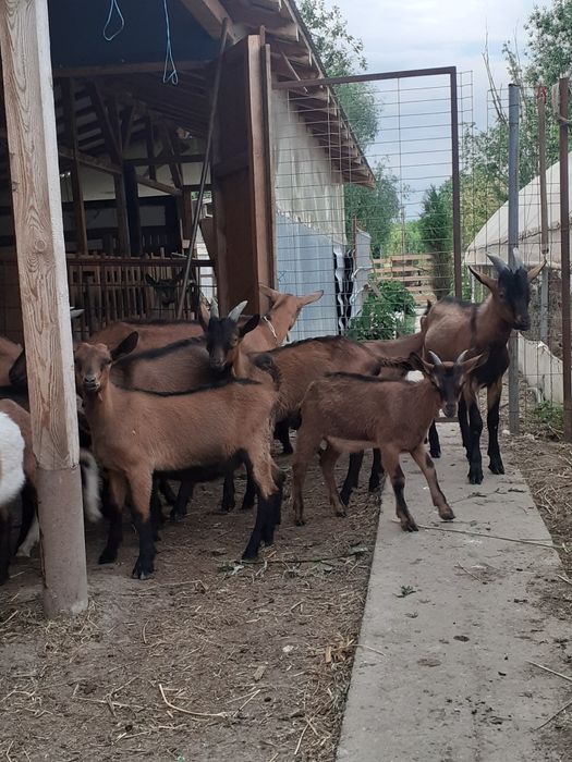 Vând capre alpin francez