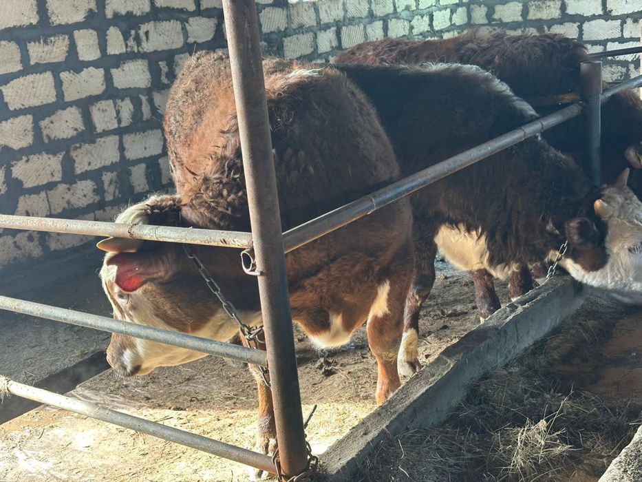 Бұқа сатылады срочноо