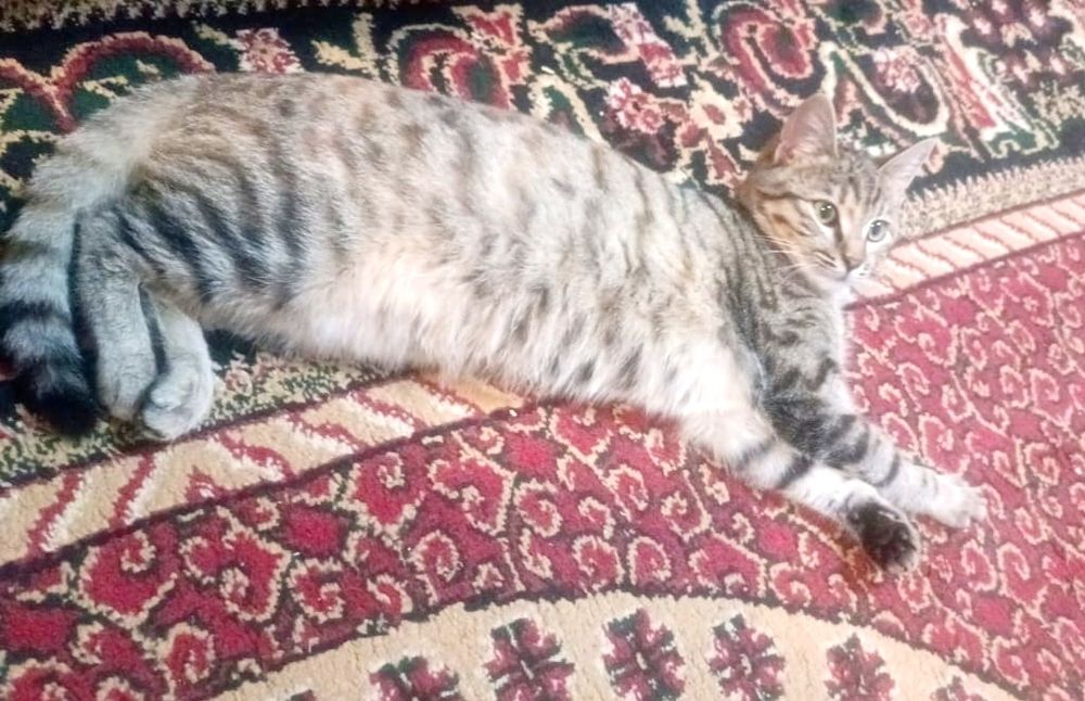 Щенята и котЯта в добрые руки