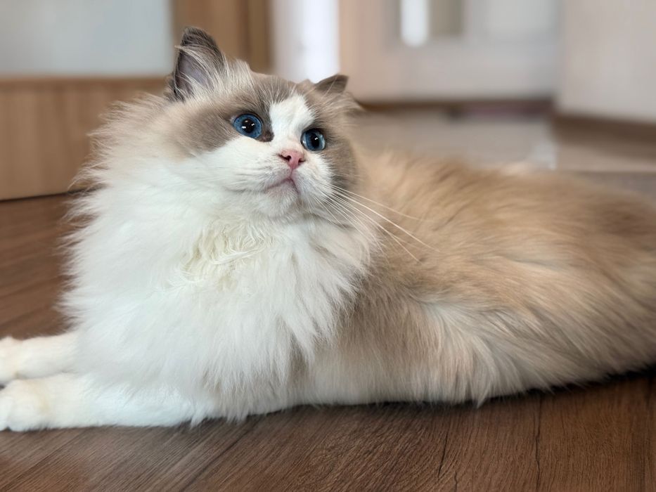 Регдол коте женска с родословие
