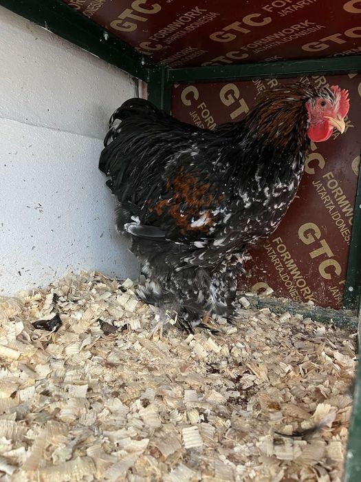 Петел Кохин 5 месеца