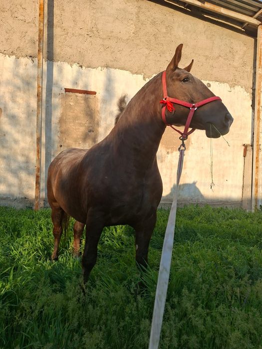 Продам супер кобылу хорошая