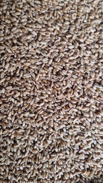 Корма всех видов