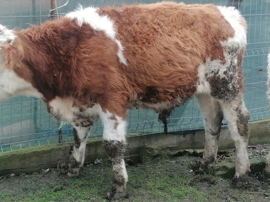 Vând doi taurasi sau schimb