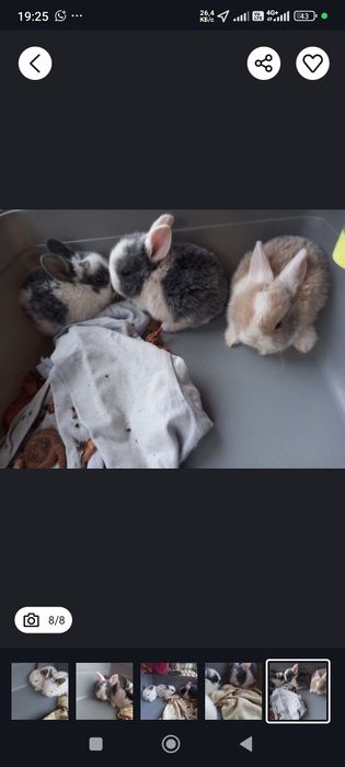 Декоративные кролики