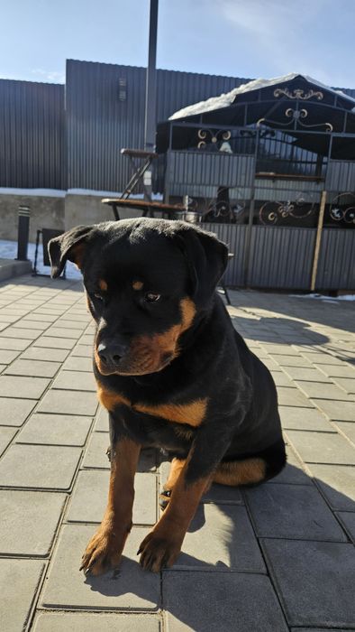 Продам ротвейлер, 1 год