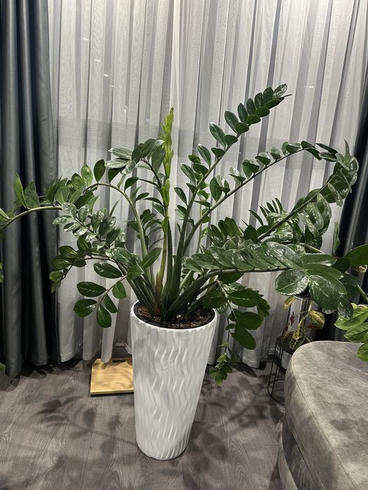 Замиокулкас 90/130