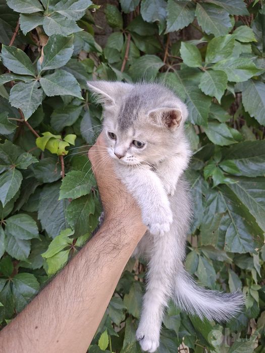 Продам британских шкотал фолд серий бежевый мальлчик
