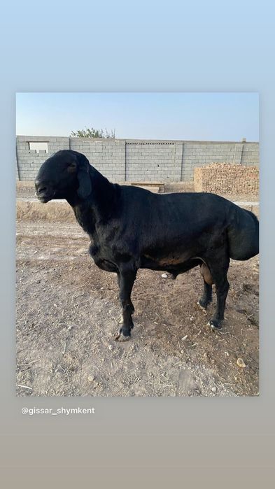 Кошкар от крокадил