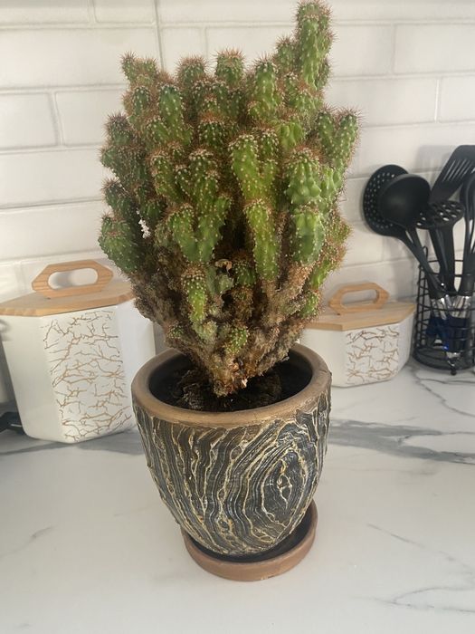 Комнатные цветы, семейство кактусовые