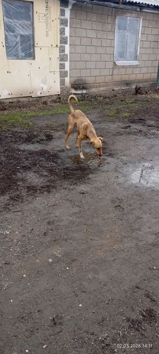 Тазы 10 ай ургашы