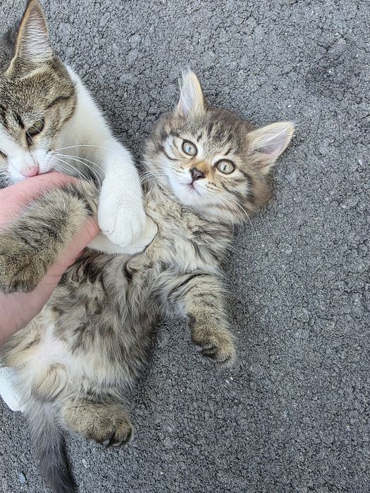 Отдам котенка в хорошие руки