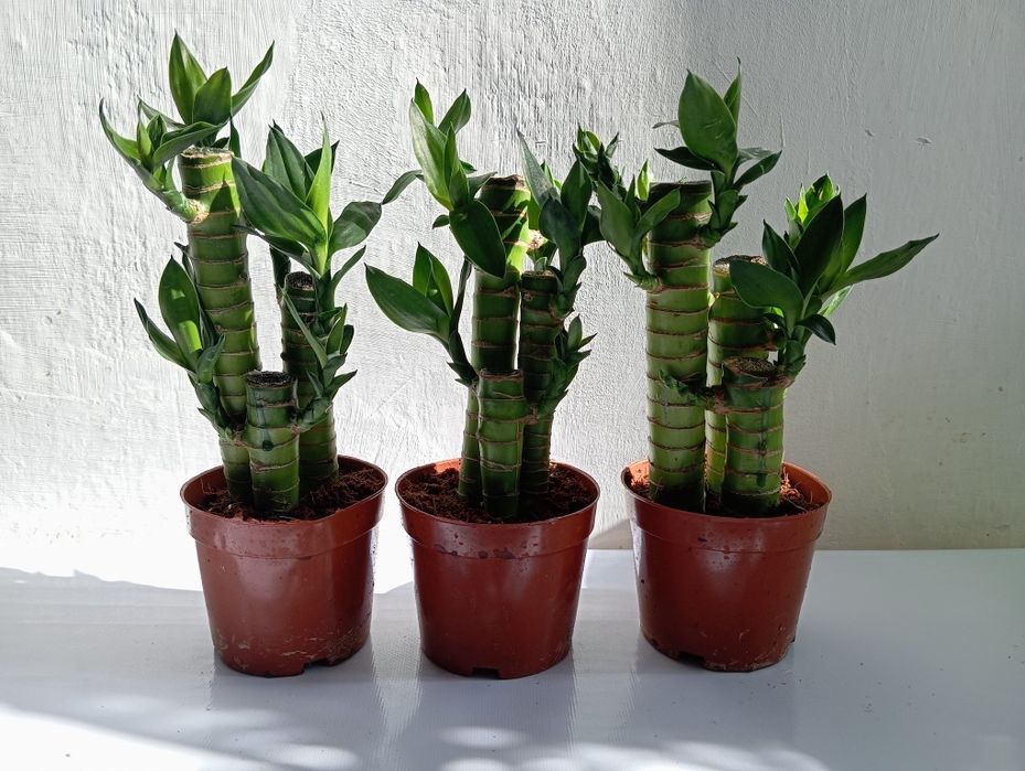 Различные комнатные цветы