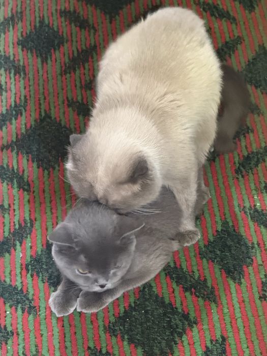 Отдам даром кота