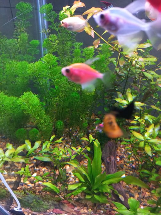 Аквариум хамда растения хизмати