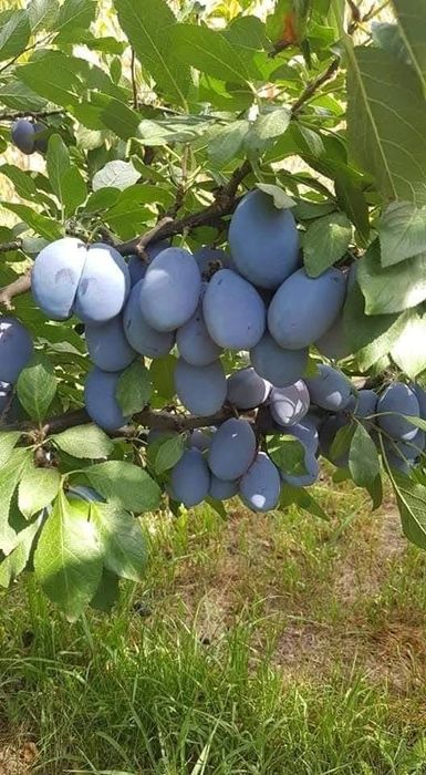 Pomi fructiferi altoiti