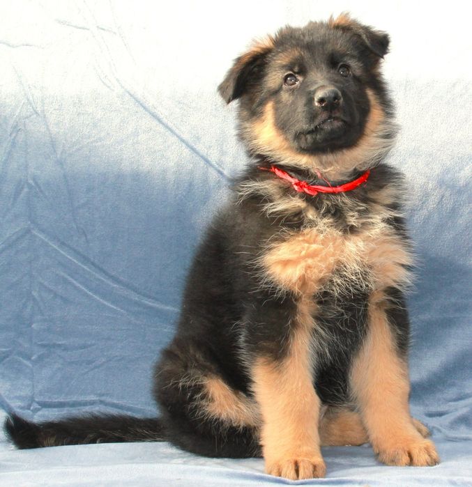 Щенки Немецкой овчарки