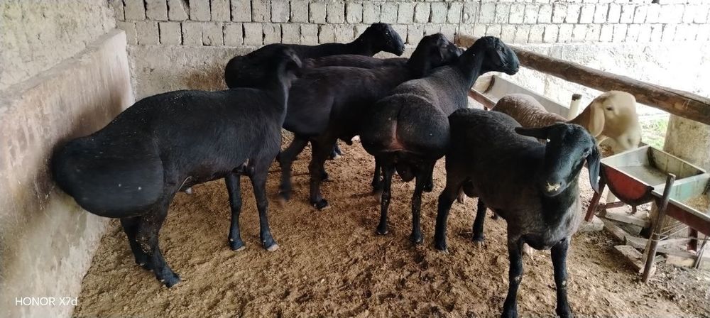 Qoʻchqarla sotiladi zodga