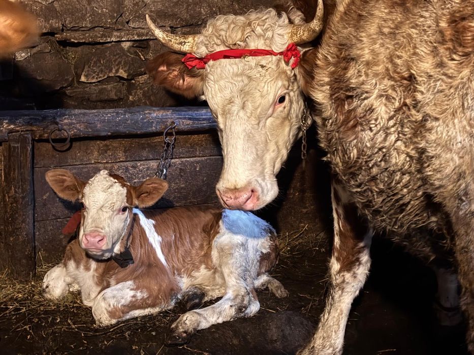 Vand vitel și junincă.