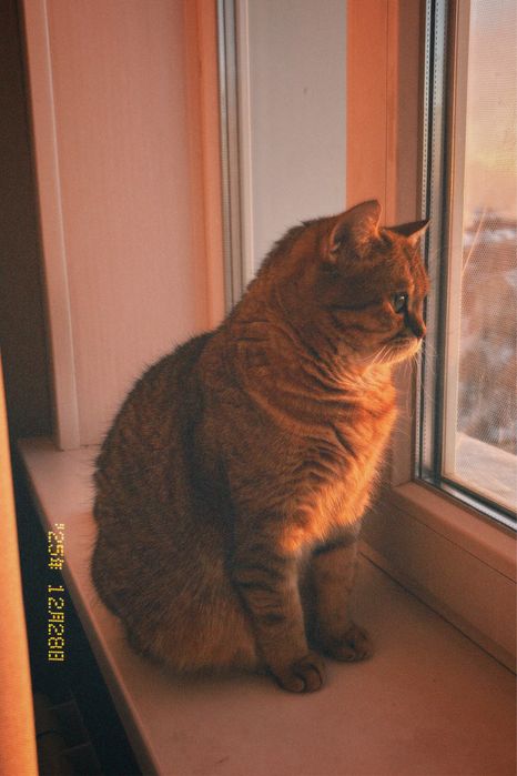 отдаю бесплатно кошку