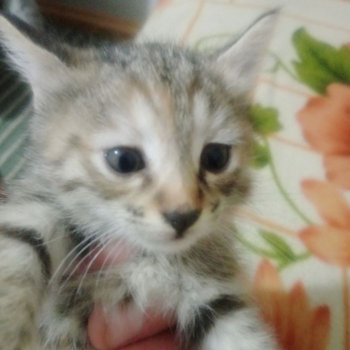 Котята даром срочно