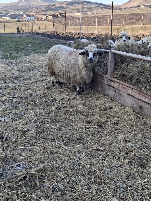 Vând 2 oii o miaoră și o strămioară