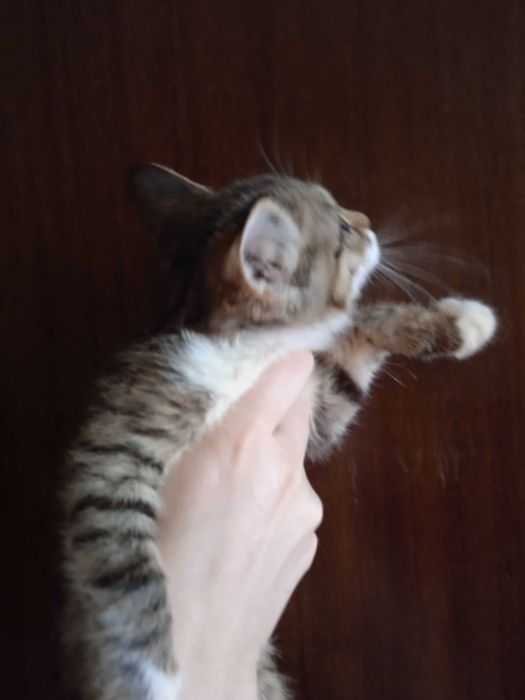 Пушистый котёнок в добрый ручки, девочка 2 с половиной месяца.