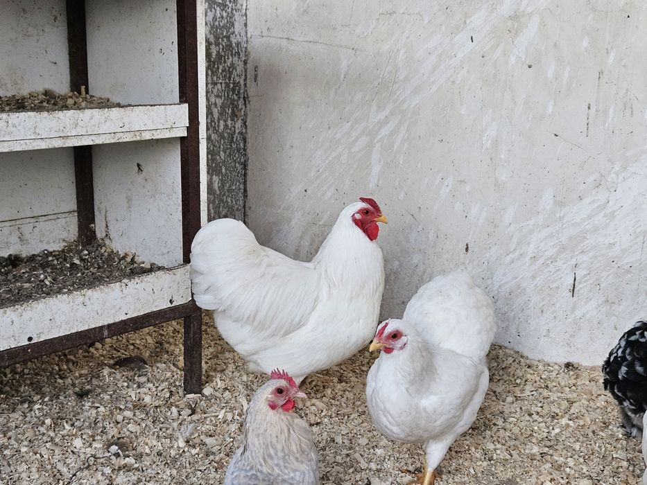 Vand sau schimb cu papagali familii sau cocosi  wiandotte