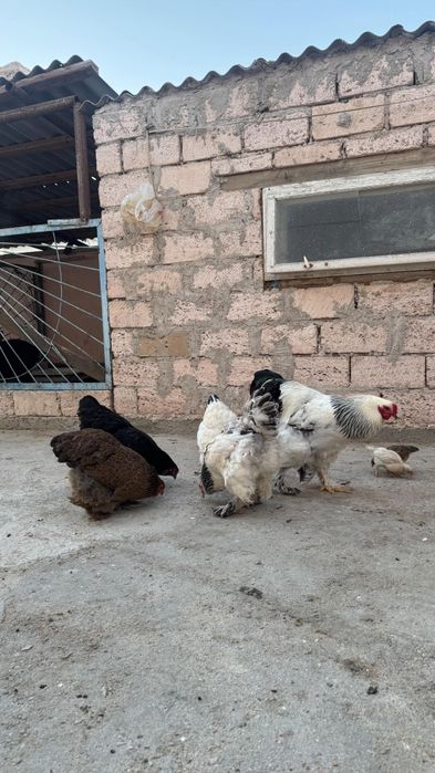 Брама тауықтары сатылады