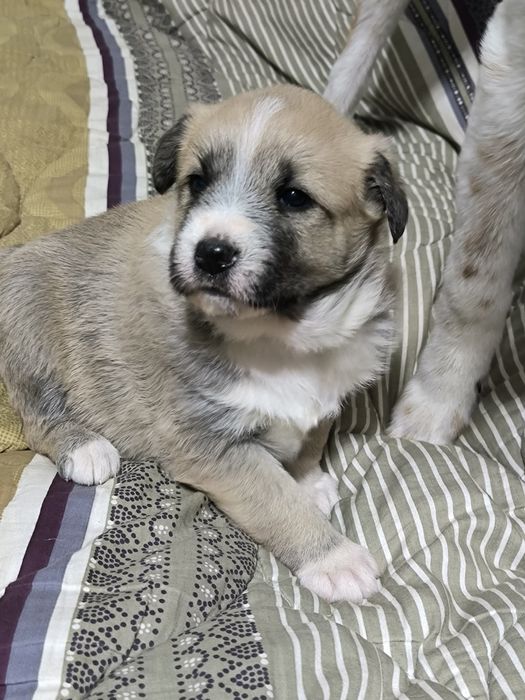 Щенята в добрые руки