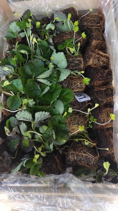 Продам рассаду разных сортов