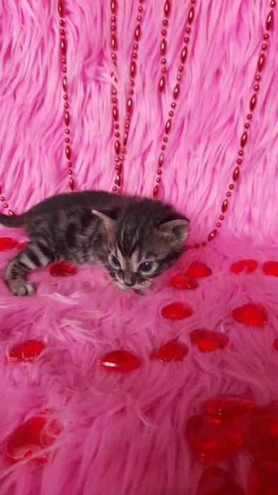 Бенгальские котята