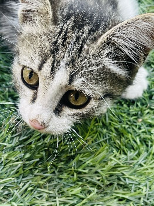 Отдам котенка девочку