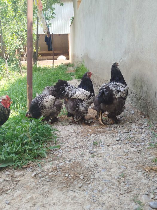 Tochkali Brama tovuq tuximiga zakaz olaman