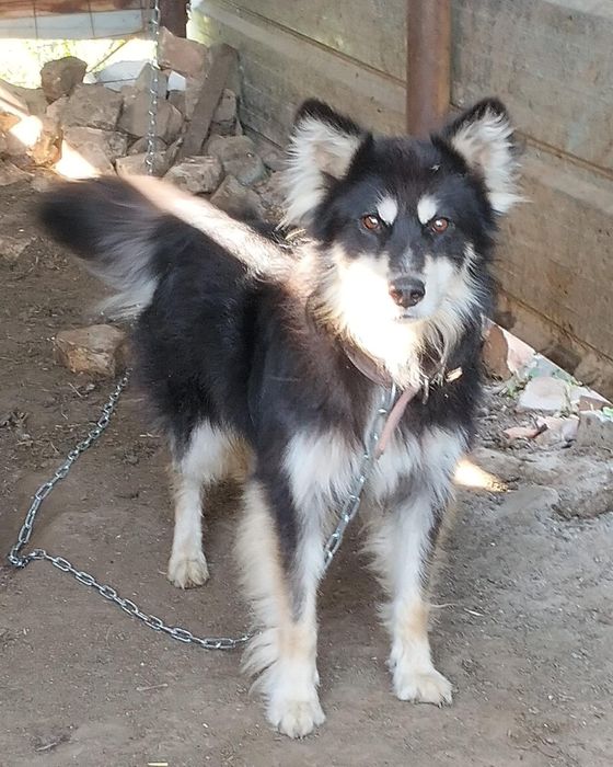 Собака в добрые руки!