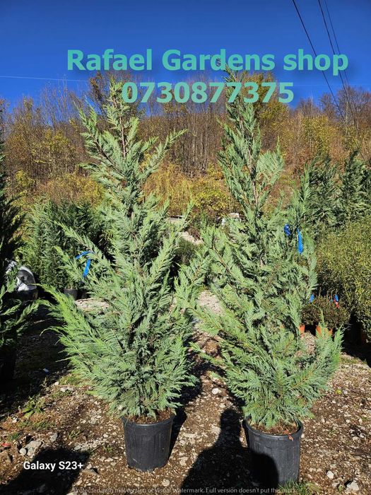 Plante Ornamentale Leylandii Cupressocyparis – Garanție Prindere