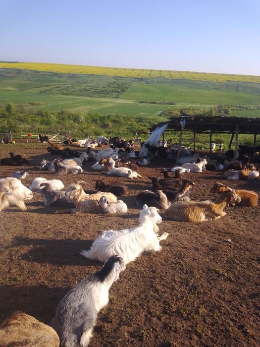 de vanzare capre 50 bucăți /700 bucata