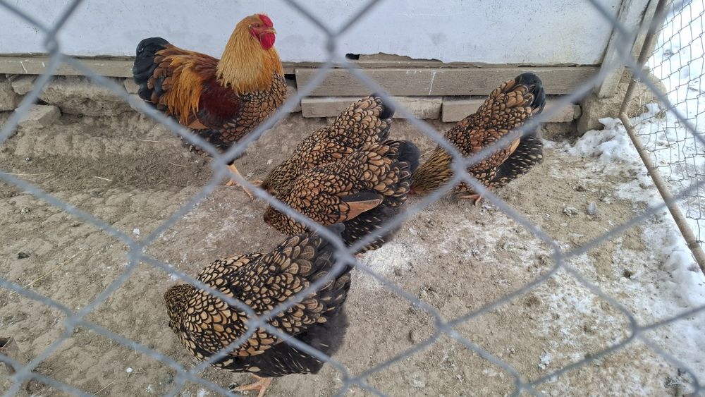 Oua pentru incubat Wyandotte GSG -auriu -galben