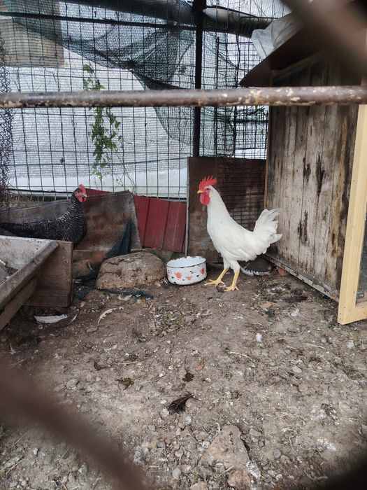 Cocoși comuni 3 bucăți