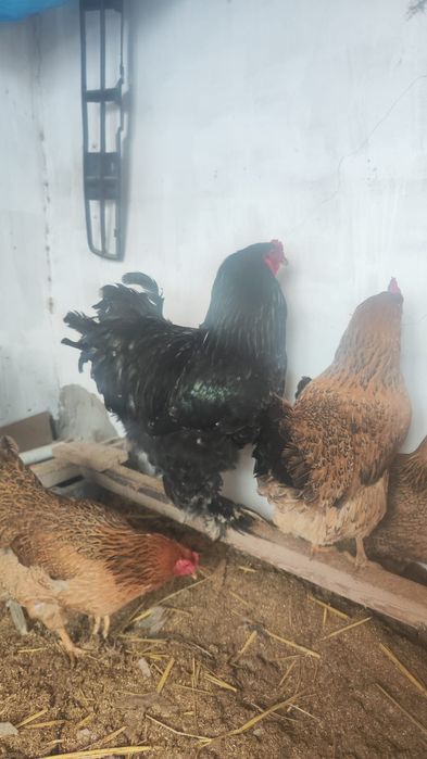 Брама сатыладыыы