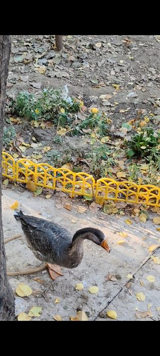 Продаются Гусята