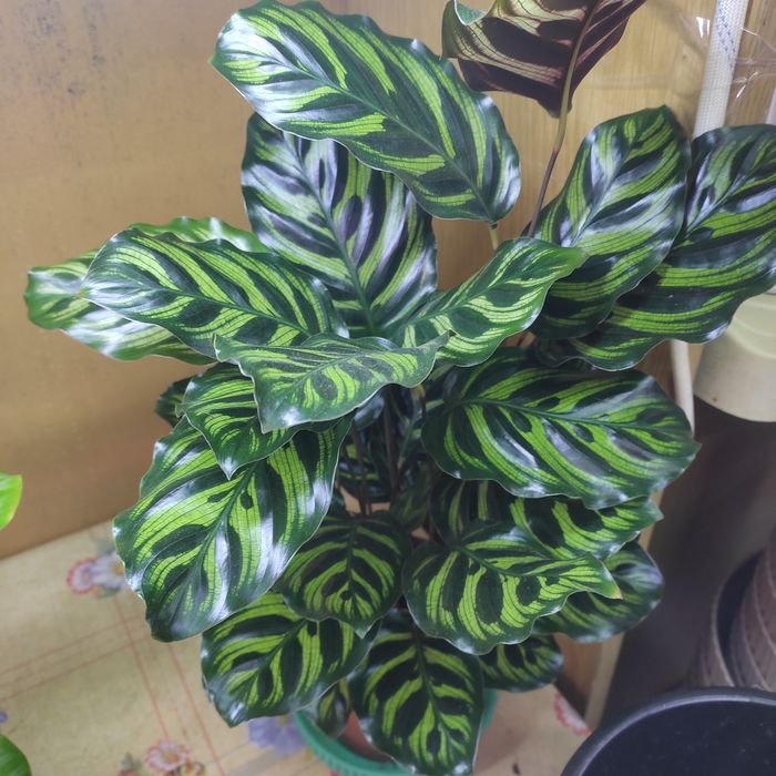 Калатеи, филодендрон, аглаонемы и диффенбахии(читать внимательно)