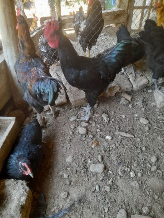 Хўрозлар сотилади.