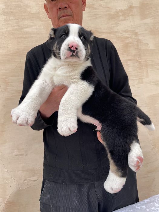 Щенок Туркменского Алабая ( Супер гигант )