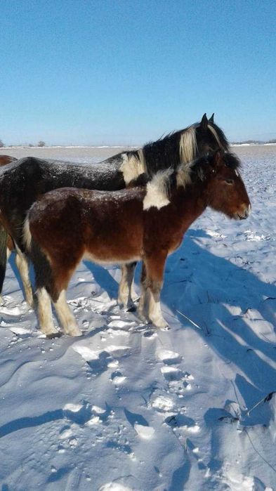 Продам Жеребчика