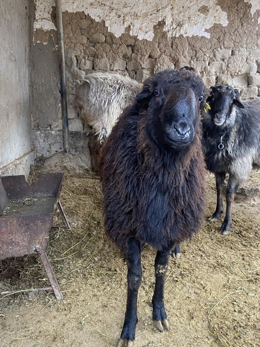 Ассаламуаликум қошқарлар бар